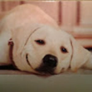 Meet your Posher, Laurie